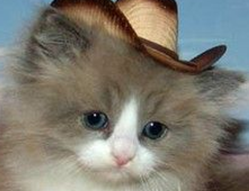 best graphic design courses gfxtek