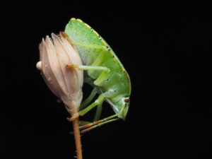 streamlined bug reporting