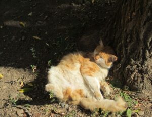 for free logos flpsymbolcity