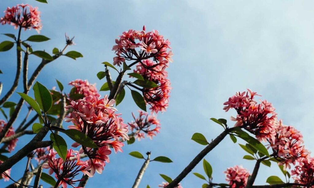 gfxtek graphics design guide from gfxmaker