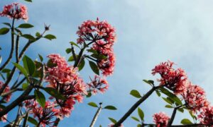 gfxtek graphics design guide from gfxmaker