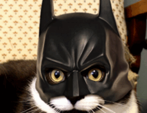 gfxtek tech software guide by gfxmaker