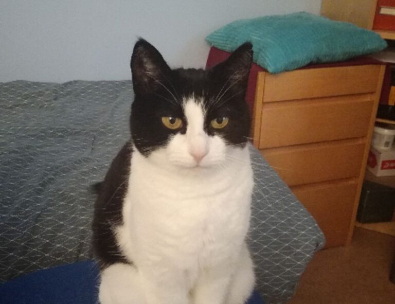 graphic design with ai gfxtek