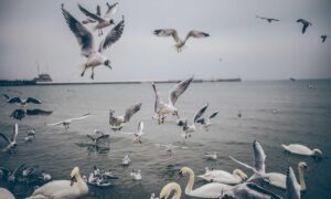 how to be good at biohunt2000 game pc