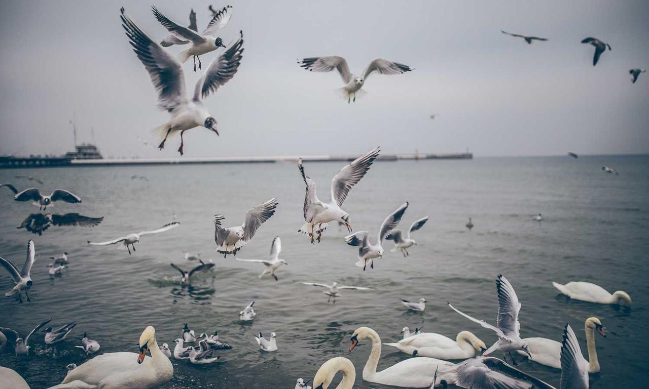 how to be good at biohunt2000 game pc