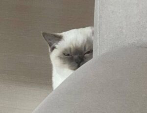 how to download biszoxtall software