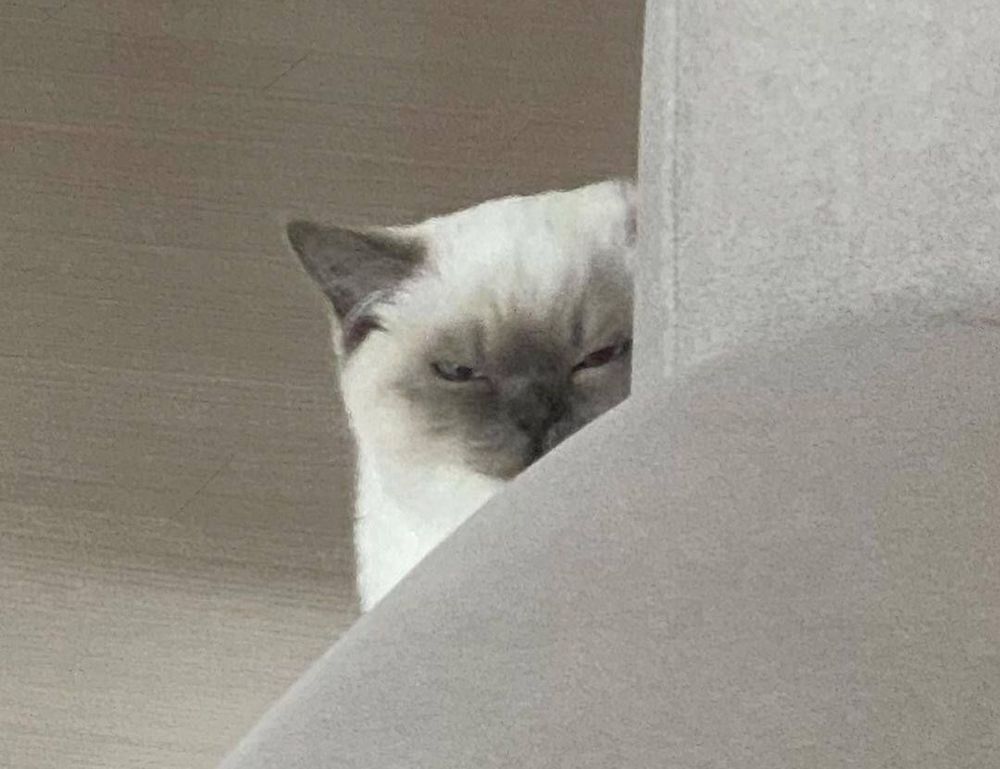 how to download biszoxtall software