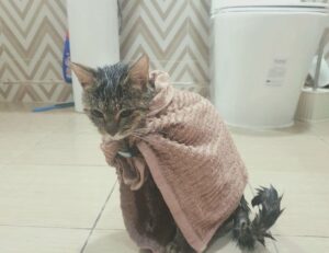 mark library flpsymbolcity