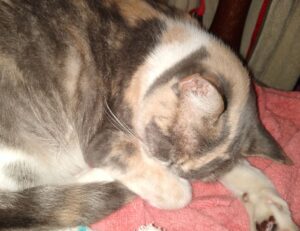 one of the shampoo ingredient luvizac