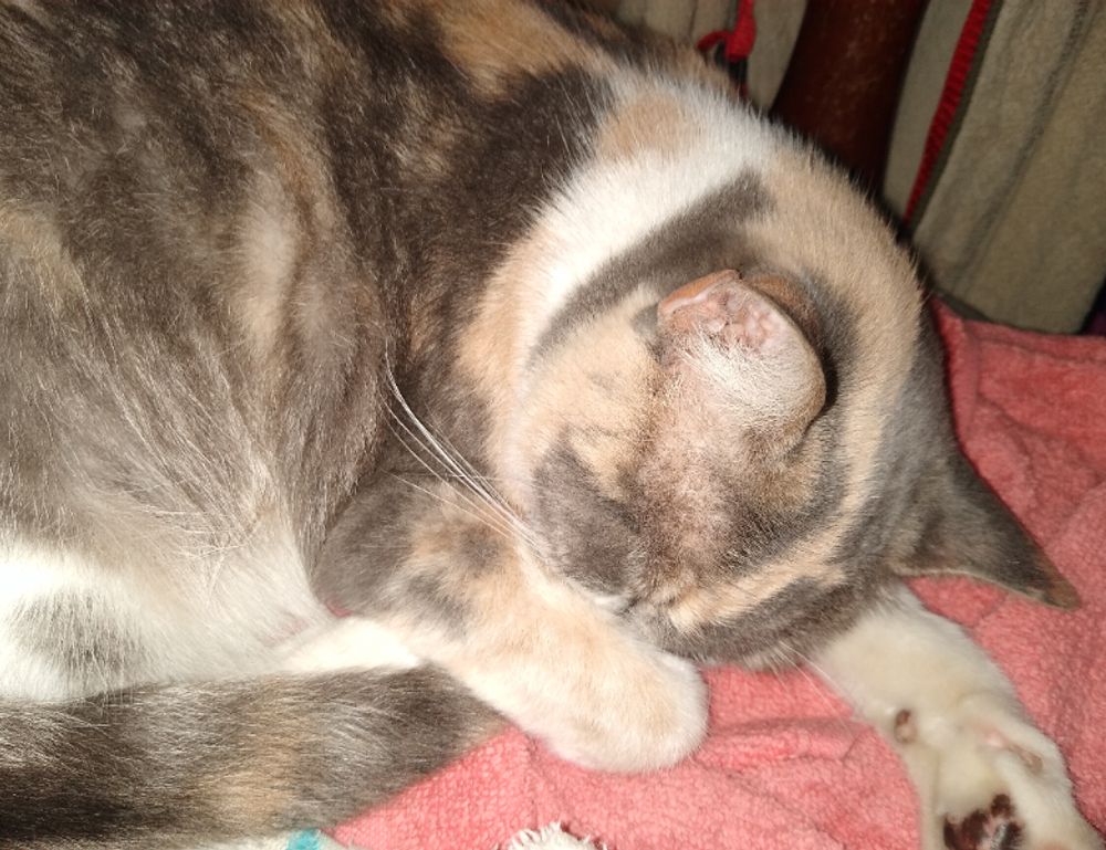 one of the shampoo ingredient luvizac