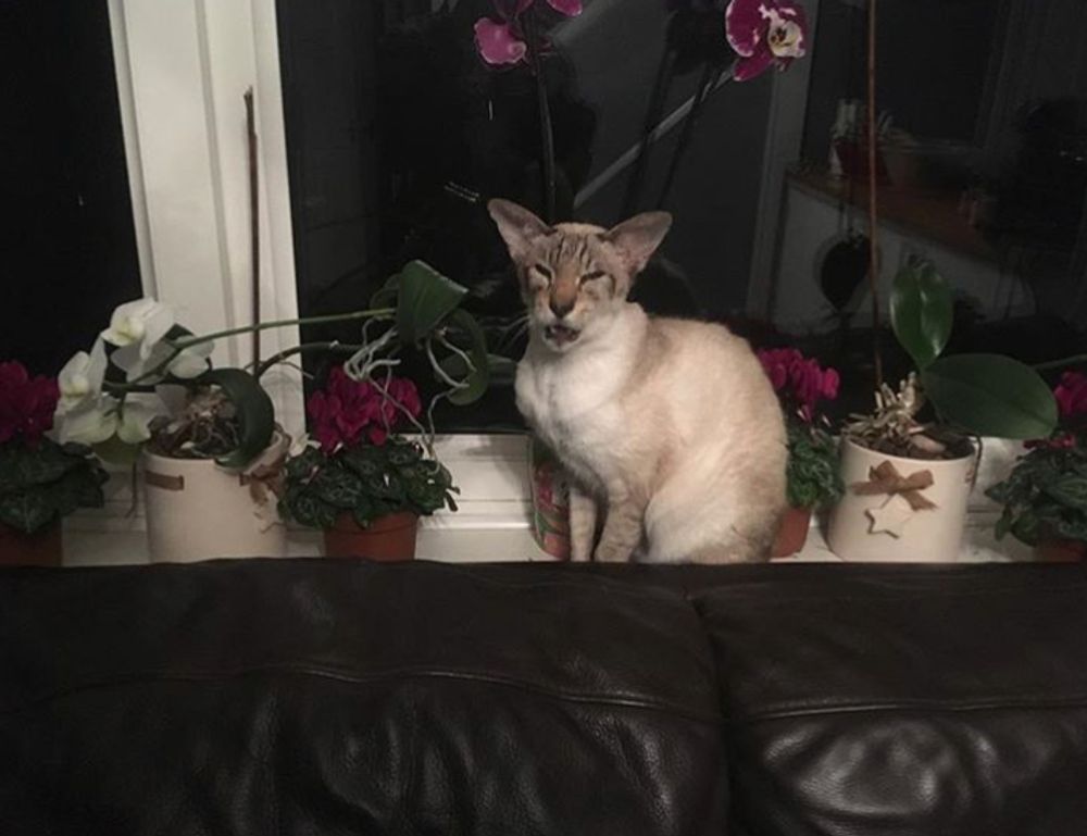 scookietech world techie news by simcookie