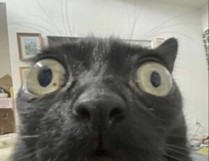 software guide wbsoftwarement