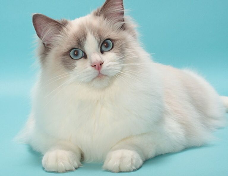 software susbluezilla