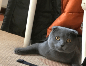 under desk elliptical fntkech