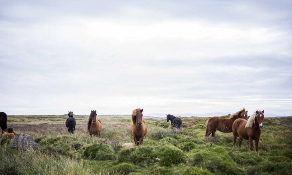 ways to use uhoebeans software