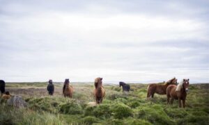 ways to use uhoebeans software