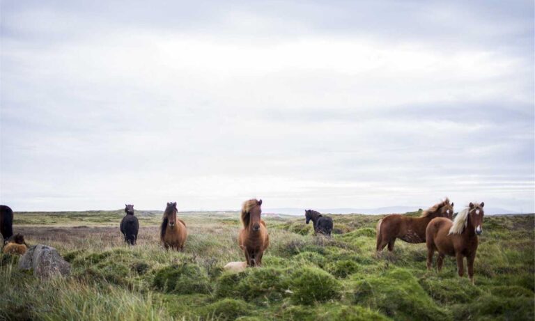 ways to use uhoebeans software