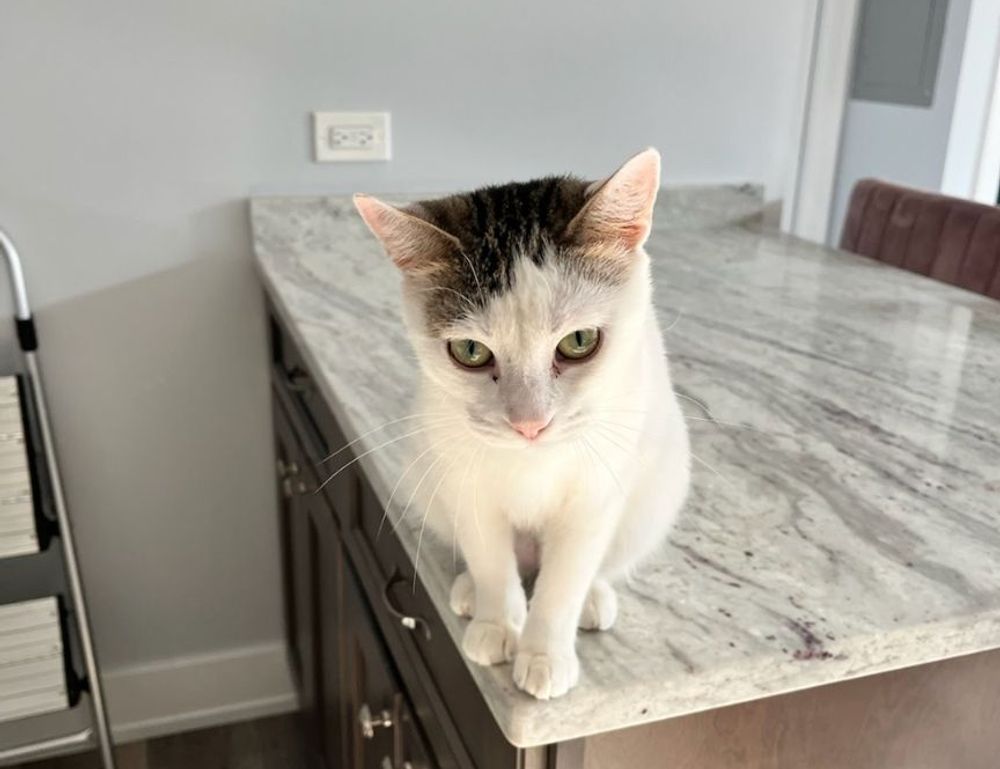 wbsoftwarement software guide by wealthybyte