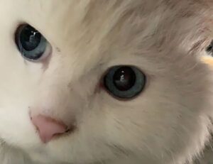 what a graphic designer can make gfxtek