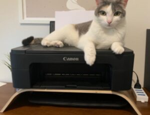 what are graphic design software gfxpixelment