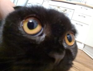 what disease can mimic zydaisis