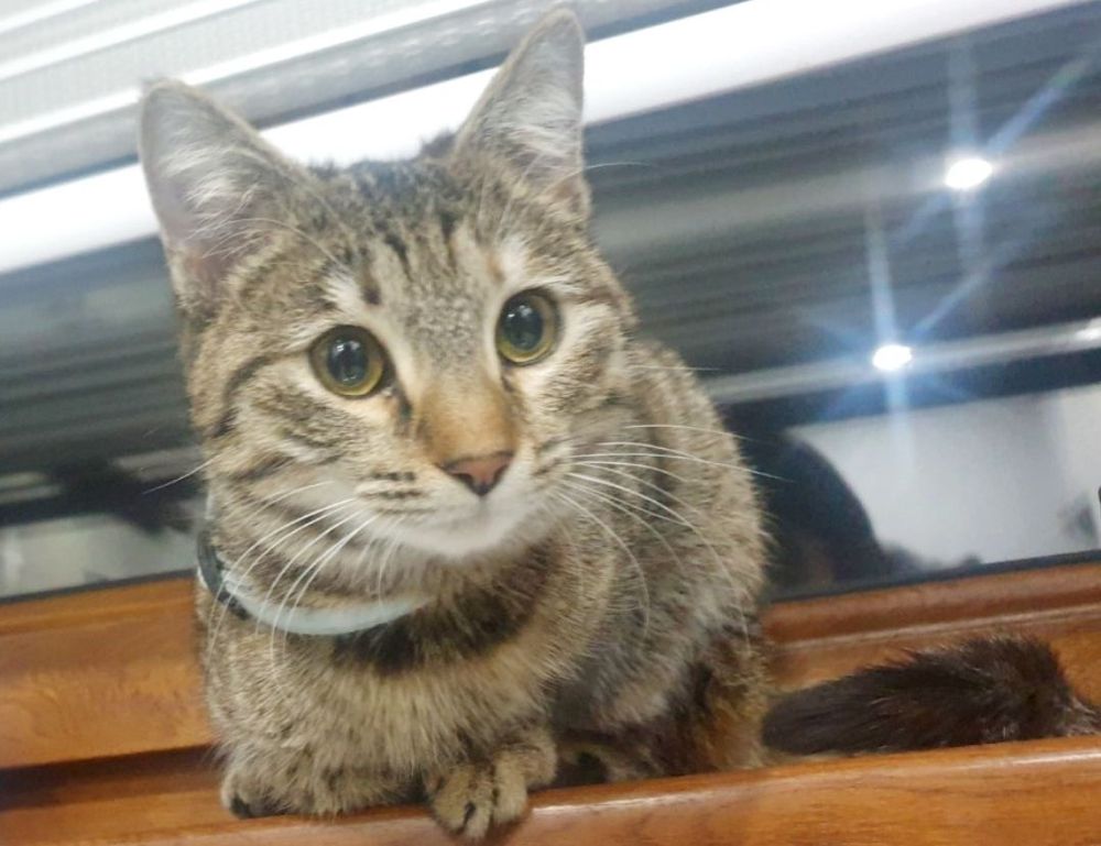 which graphic design software is free gfxtek