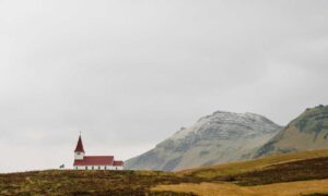 which milkweed for hingagyi