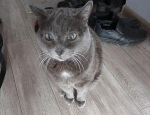 which tech stock to buy roartechmental