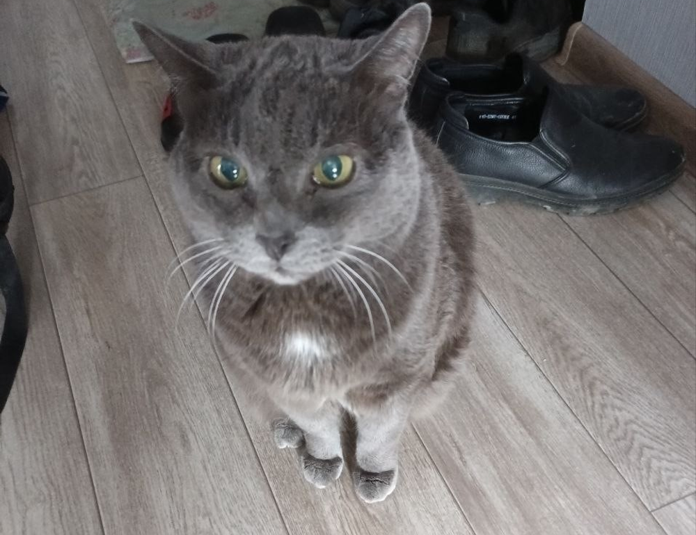 which tech stock to buy roartechmental