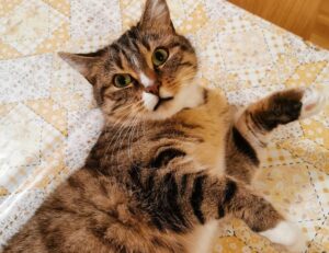 why biszoxtall software is needed