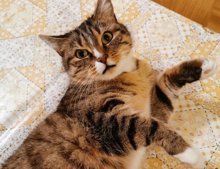 why biszoxtall software is needed