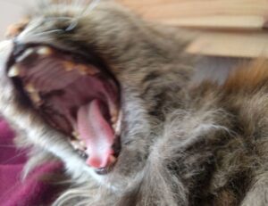 why is biszoxtall software free