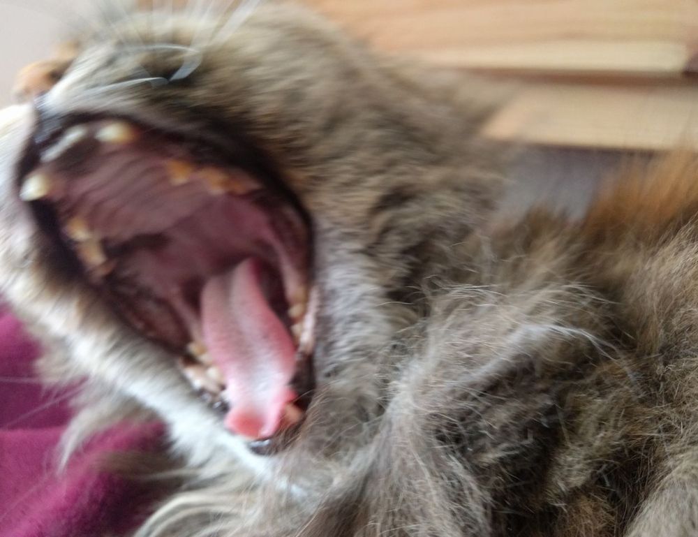 why is biszoxtall software free