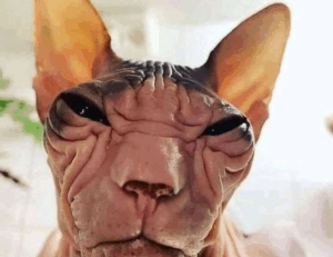 why technology cannot replace humans roartechmental