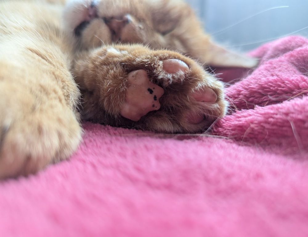 zosisfod eye brow pencil