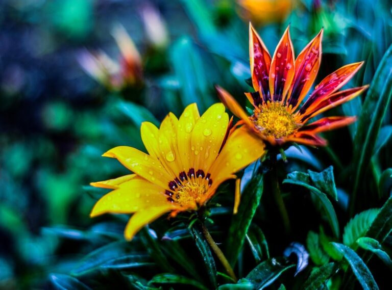 flor felicidades conchi