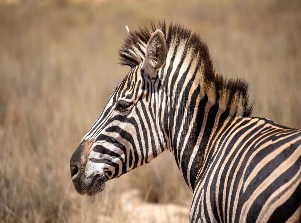 mente indomable cuevana