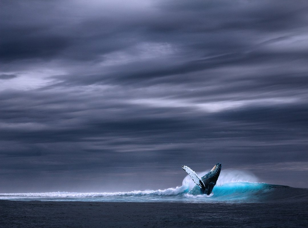 Separating Fact from the 'Blue Whale' Myth