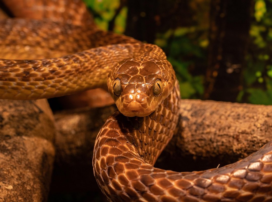 snake egg identification chart